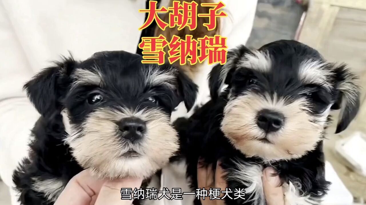 雪納瑞犬-大鬍子造型,盡顯優雅紳士魅力