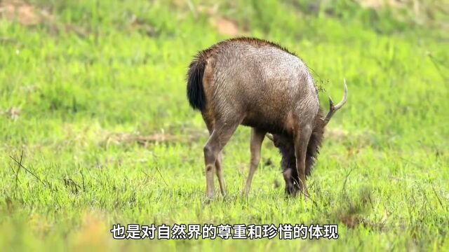 马岛缟狸:交配时间长达八小时,为何如此持久? 3