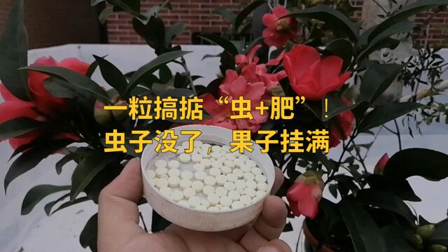 一粒搞掂“虫加肥”!虫子没了,果子挂满