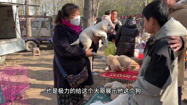 闲逛河北最大狗市,宠物犬大型犬多到数不清,价格落差却天壤之别