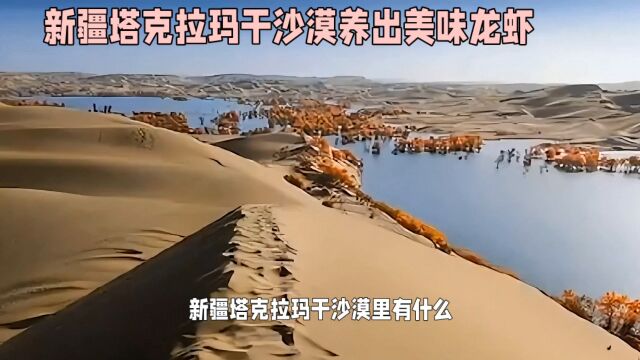 沙漠里养出澳洲淡水龙虾,打破依赖外界供给