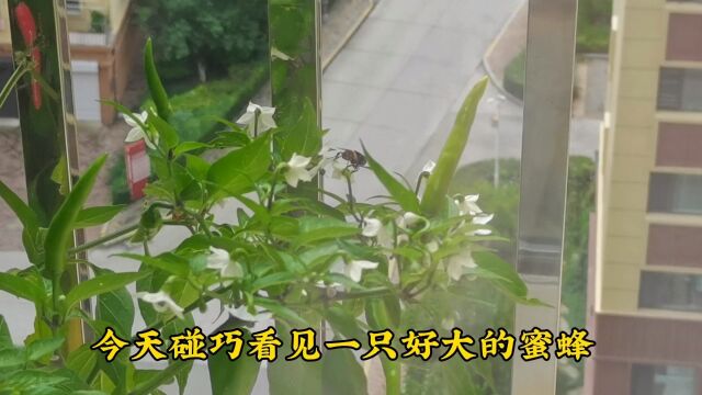 蜜蜂来采蜜