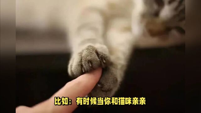 猫咪突然“挠”你一下,但并不真的出爪,其实它讨厌你了