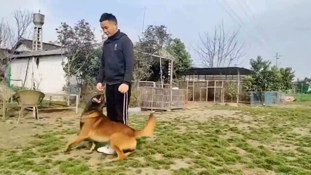 来看看马犬的服从性!