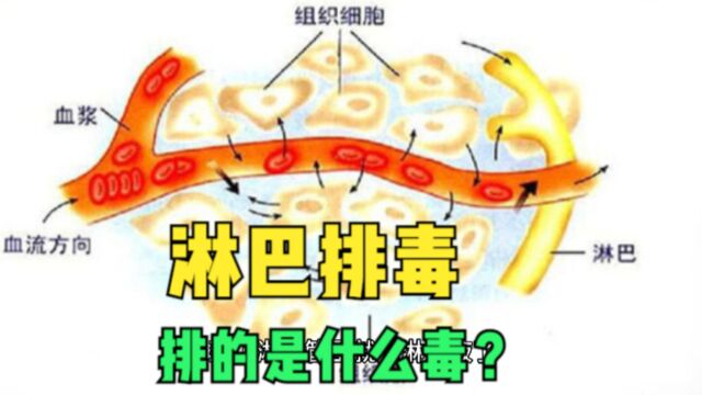 淋巴排毒,排的是什么毒?