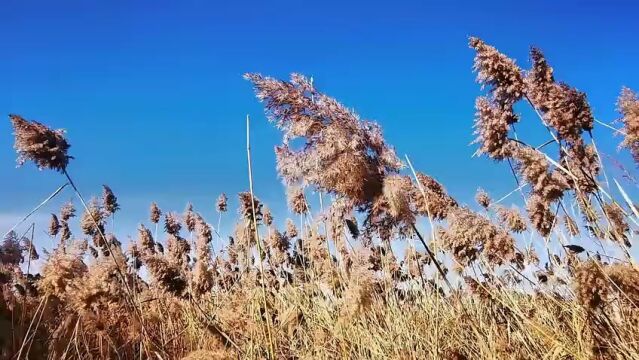 枣庄市薛城区:初冬色彩亦斑斓