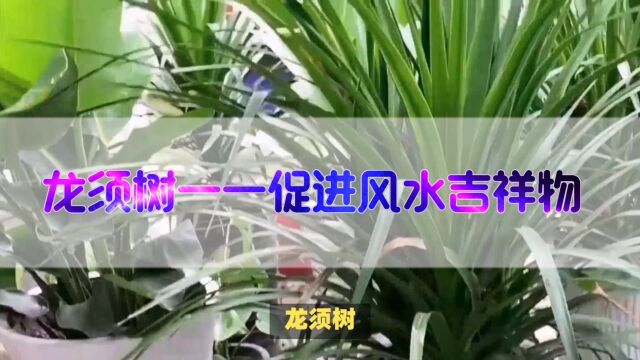 龙须树——促进风水吉祥物