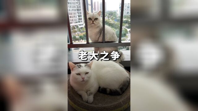 猫咪的等级观念