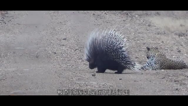 饥饿的豹子捕食毫猪,被扎的无法站立行走,看着都心疼!