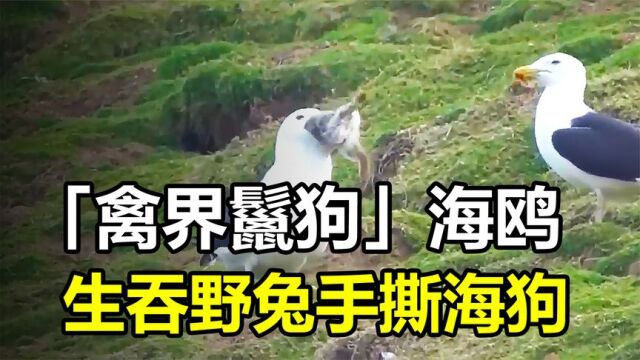 被称为“禽界鬣狗”的海鸥,究竟有多厉害?生吞野兔手撕海狗