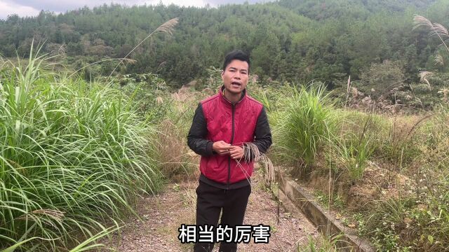 农村可遇不可求的“万能止咳草”,用途却相当的厉害,赶快认识下