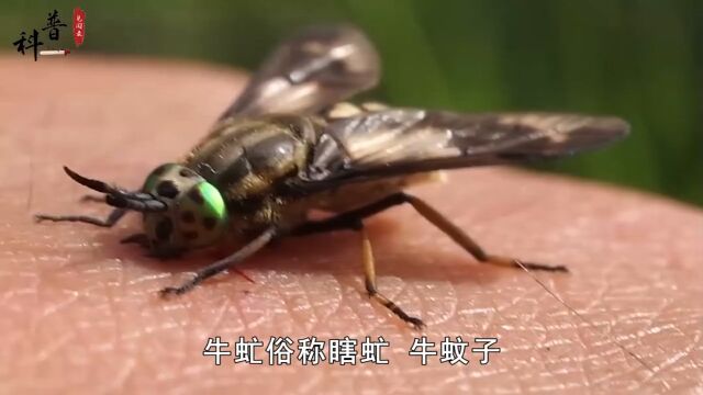 农村常见的4种“吸血虫”,有的一斤能卖几百元,你见过吗?#昆虫#蜱虫#蚊子#科普#农村 2