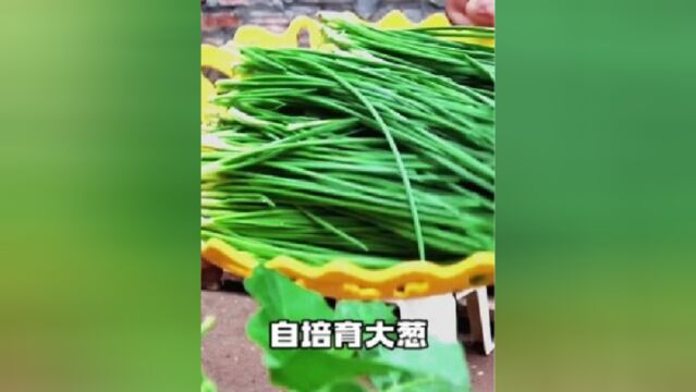 这样种出来的葱非常安全卫生,再也不用担心买到色素葱了.