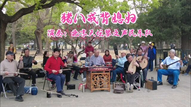 歌曲《猪八戒背媳妇》,北京天坛琴之声民乐队演奏,诙谐风趣