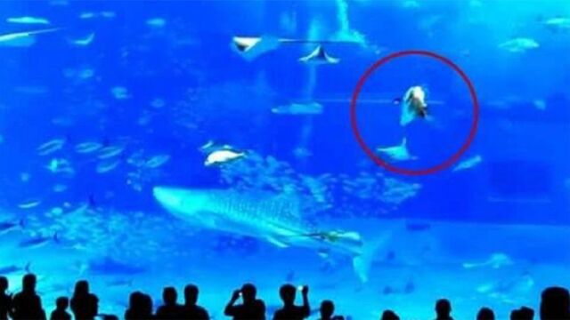 水族馆中,一条剑鱼突然冲向玻璃撞死自己,镜头拍下全过程