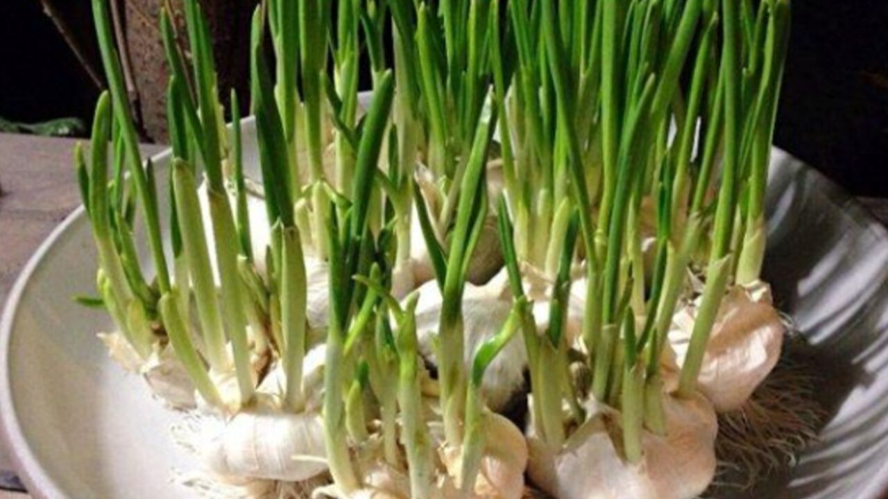 教你在家无土栽培大蒜,以后家里吃不完了!