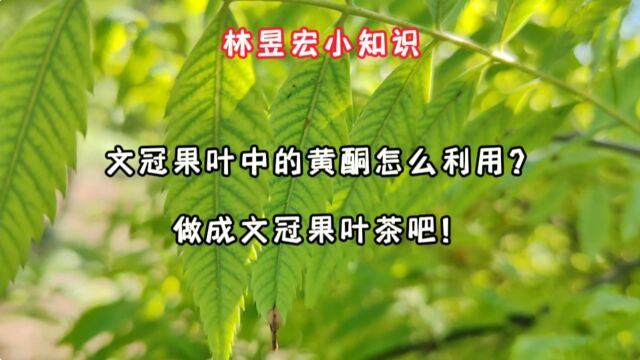 文冠果叶中的黄酮怎么利用?做成文冠果叶茶吧!