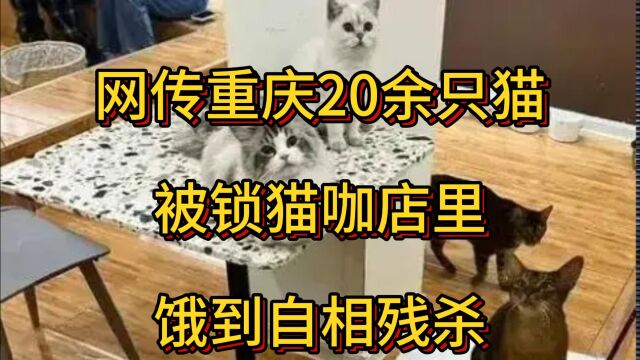 网传重庆20余只猫被锁猫咖店里饿到自相残杀