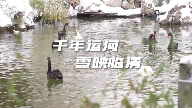 诗画山东|千年运河 雪映临清