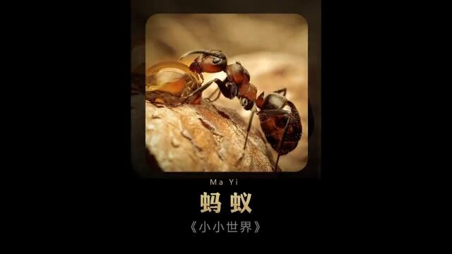 第5集丨一群小小的蚂蚁创造的家园比大象还大,你敢信!#小小世界#动物世界#蚂蚁