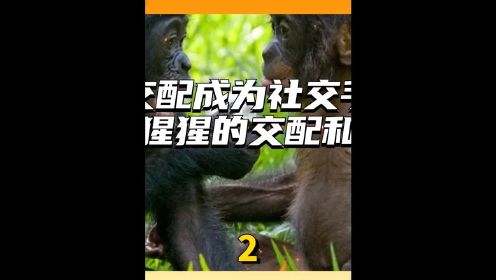 当交配成为社交手段，倭黑猩猩的交配和繁殖，奇怪的知识增加了2冷知识猩猩动物的迷惑行为