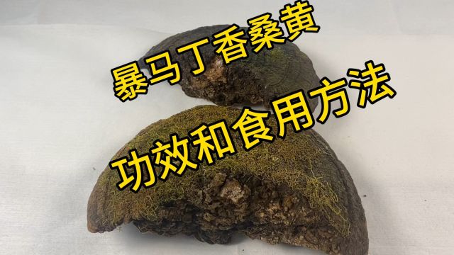 长白山暴马丁香桑黄,一个神奇的野生菌类,你喝过吗