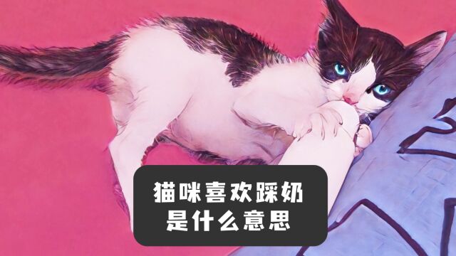 猫咪长大了还喜欢踩奶,这是什么意思呢?