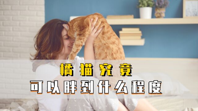 十只橘猫九只胖,橘猫究竟可以胖到什么程度呢?