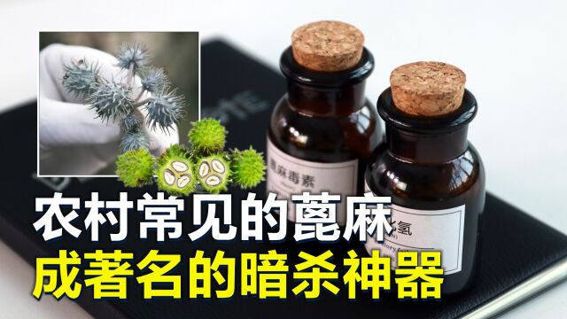 蓖麻,农村随处可见的杂草,为何成历史上著名“暗杀神器”?