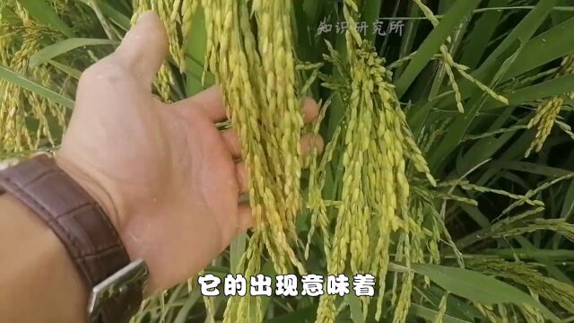 盐碱地产出的海水稻,稻米通红口感难吃,为何我国还要大量种植?一海水稻 知识分享 科普 美食 3