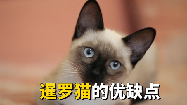 暹罗猫有什么优缺点,你都知道哪些呢?