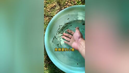 捞鱼的快乐就是这么简单!_高清1080P在线观看平台_腾讯视频