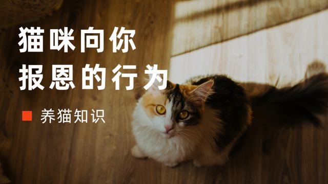 猫咪向你“报恩”的几个行为,很多人都忽视了!