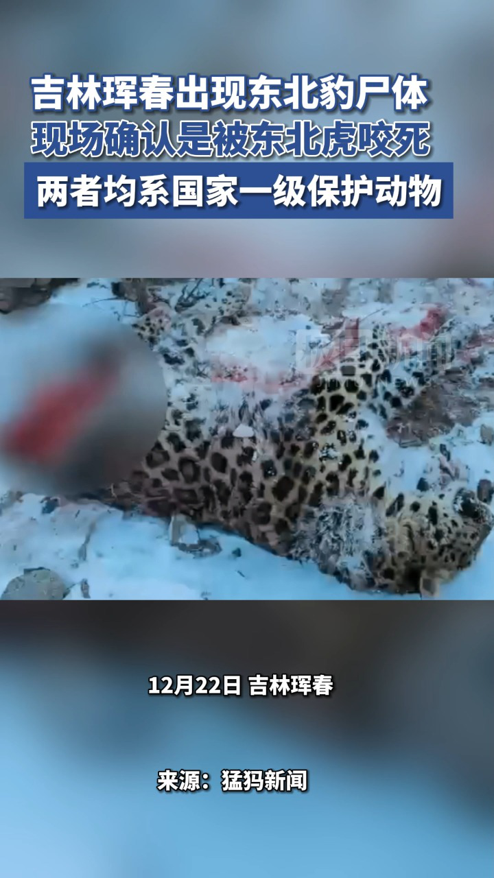 老虎咬死豹子图片