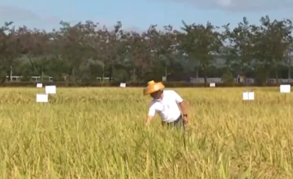 南繁育种人:“追逐太阳”,育出好种