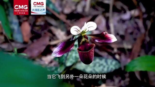 “紫霞仙子”“香港小姐”来广州了