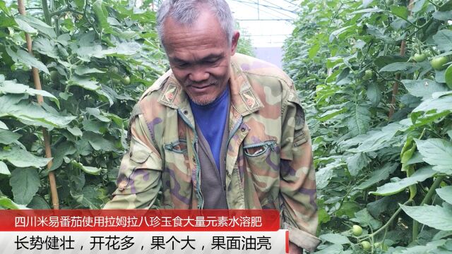 大量元素水溶肥四川米易番茄使用拉姆拉八珍玉食大量元素水溶肥,开花多,果个大