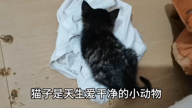 替流浪猫发声,流浪猫是天生爱干净的小动物