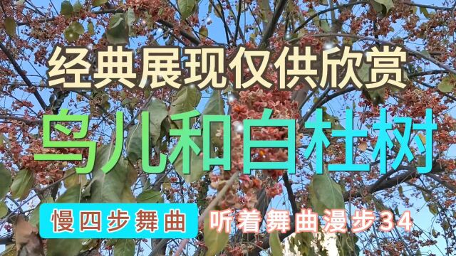 听着舞曲散步:鸟儿和白杜树,慢四步舞曲,经典展现仅供欣赏34