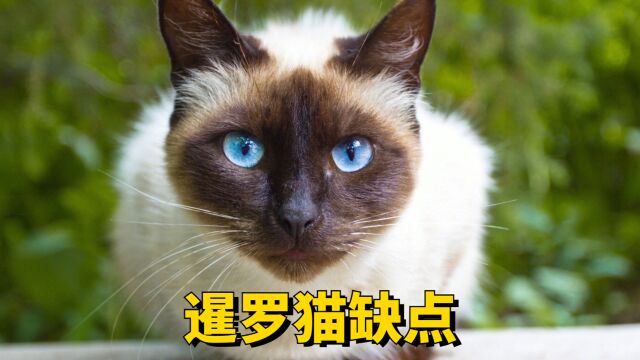 关于暹罗猫的缺点,新手必看!