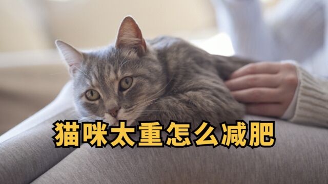 猫咪太重怎么减肥?看完记得收藏