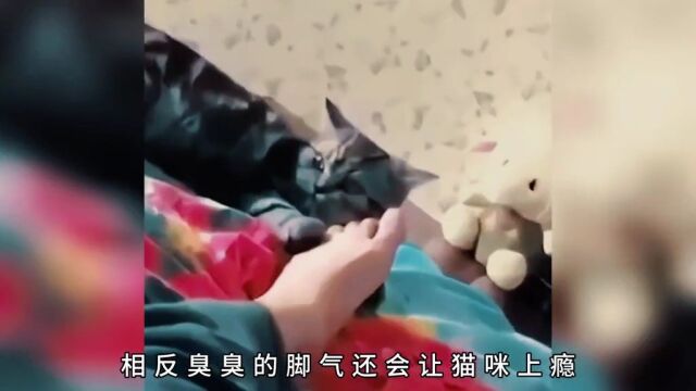 猫咪屁股对着你,是想让你帮它舔屁屁