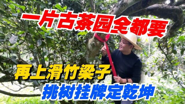 普洱茶:“一片古茶园全都要!”老高再上滑竹梁子,挑树挂牌定乾坤!