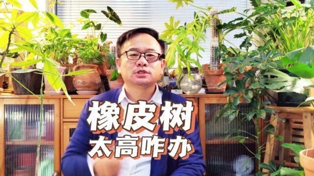 橡皮树长了2米高怎么办?其实根据个人喜好就行,一般有3种做法