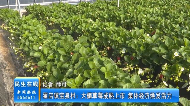 翟店镇宝泉村:大棚草莓成熟上市 集体经济焕发活力