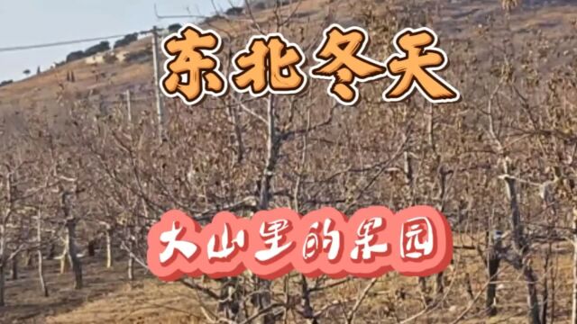 东北冬天大山里的果园