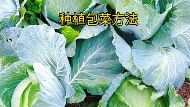 包菜怎么种植长速快?做好这3点,包菜成活率高个大还结实