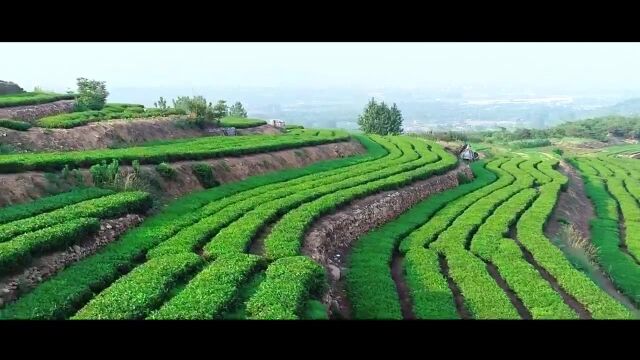 果然视频丨日照市东港区:乡村振兴中的年轻人