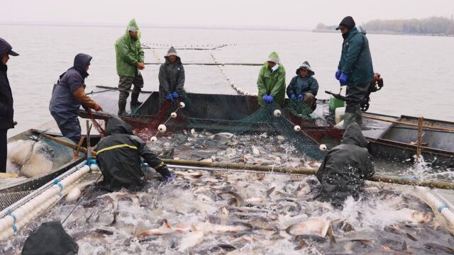 济宁太白湖冬捕