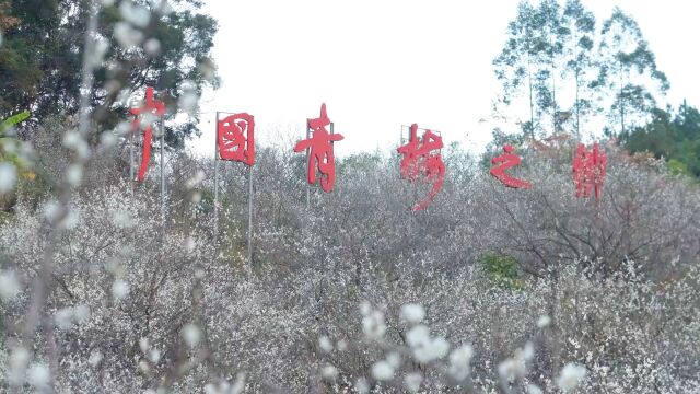 赏梅正当时!陆河梅花文化旅游节开启“梅”好时光